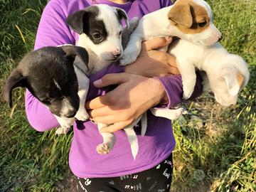 Cuccioli di Jack Russel