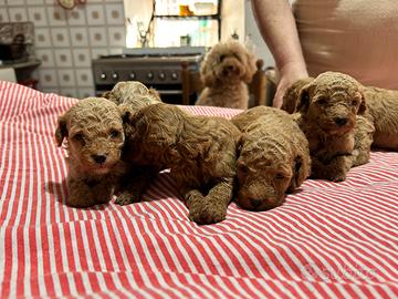 Cuccioli barboncino