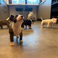 Miniature Bull Terrier