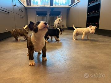 Miniature Bull Terrier