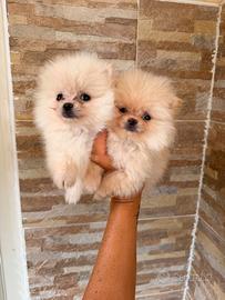 Spitz