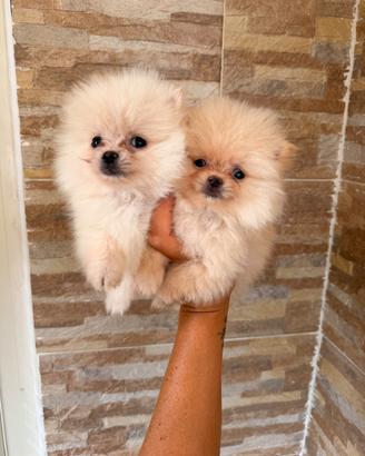 Spitz