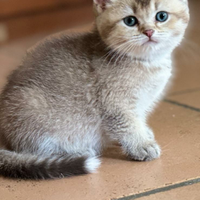 British Golden pedigree enfi coccolosi