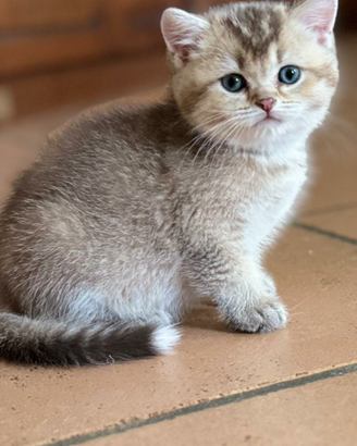 British Golden pedigree enfi coccolosi