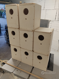 Nidi x inseparabili calopsite kakariki parrocchett