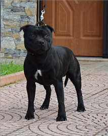 Staffordshire bull terrier