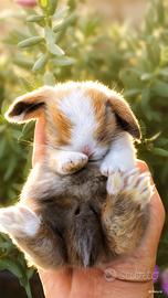 Cuccioli minilop cashmere