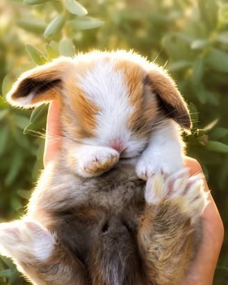 Cuccioli minilop cashmere