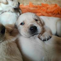 Cuccioli di Labrador