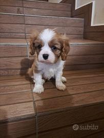 Cavalier King Charles Spaniel