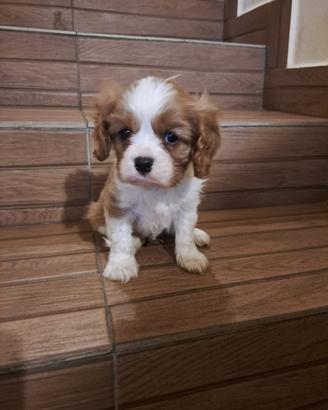 Cavalier King Charles Spaniel