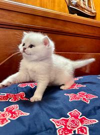 British Shorthair; Scottish straight