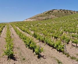 Azienda agricola in attività