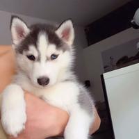 Cuccioli husky pedigree