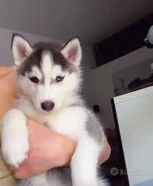 Cuccioli husky pedigree