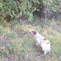 Setter maschio per accoppiamento