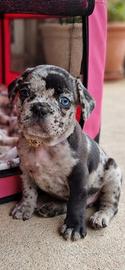 bouledogue francese 
