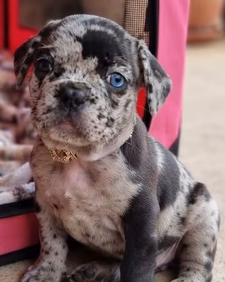 bouledogue francese 