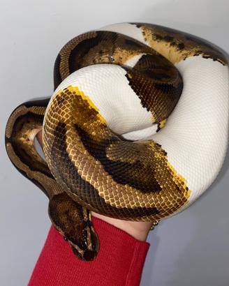 Animali
