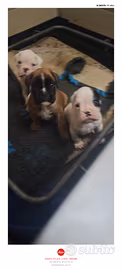 Cuccioli boxer