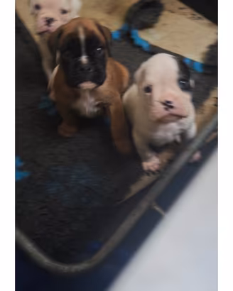 Cuccioli boxer
