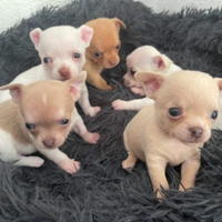 Cuccioli di chihuahua toy