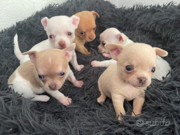 Cuccioli di chihuahua toy