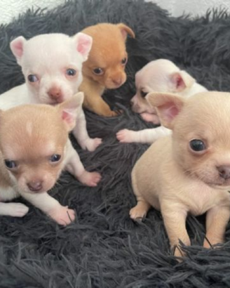 Cuccioli di chihuahua toy