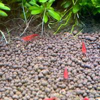 Caridine Red cherry - Red Sakura