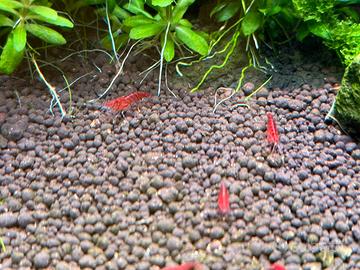 Caridine Red cherry - Red Sakura