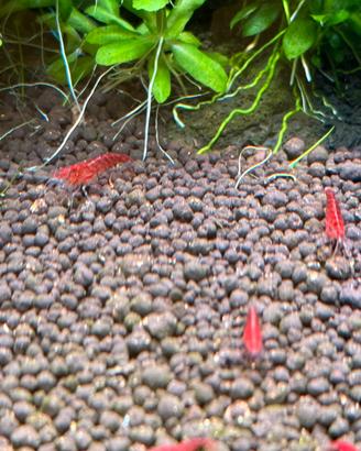 Caridine Red cherry - Red Sakura
