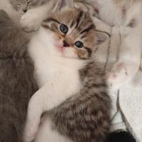 Cucciolo di Scottish Straight