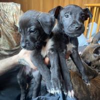 Cuccioli di Amstaff