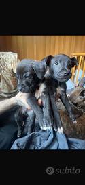 Cuccioli di Amstaff