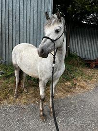 Cavallo araboXappaloosa