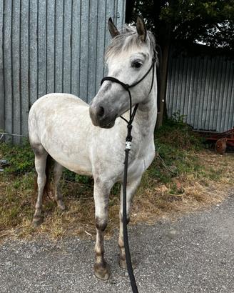 Cavallo araboXappaloosa