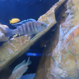Cynotilapia zebroides cobue