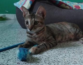 Animali da compagnia