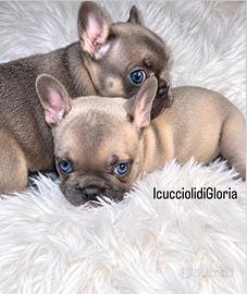 Bulldog francese lilac fw occhi azzurri top