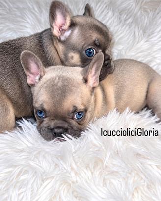 Bulldog francese lilac fw occhi azzurri top