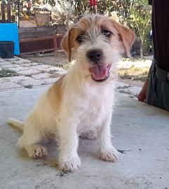 Jack Russell Terrier Ruvido