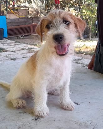 Jack Russell Terrier Ruvido