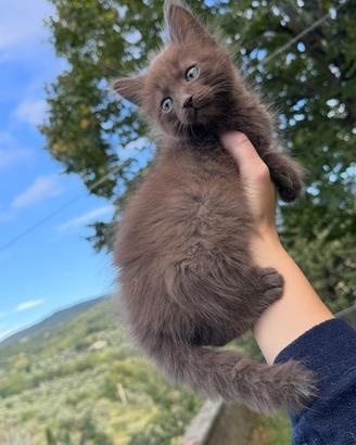 Gatto gattino marrone maschio