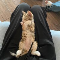 Gattina cucciola di 2 mesi