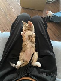 Gattina cucciola di 2 mesi