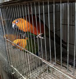 Conuro testa gialla