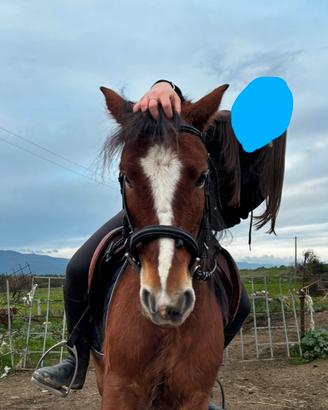 Pony