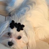 Maltese per monta