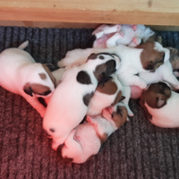 Puppy di Jack russell terrier