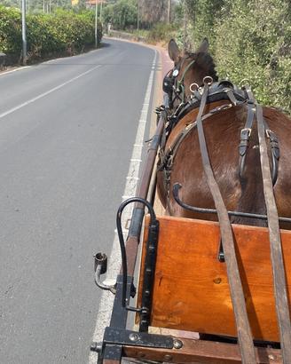 Finimento da carrozza